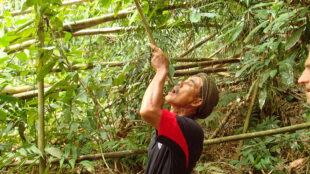 Using bamboo for water