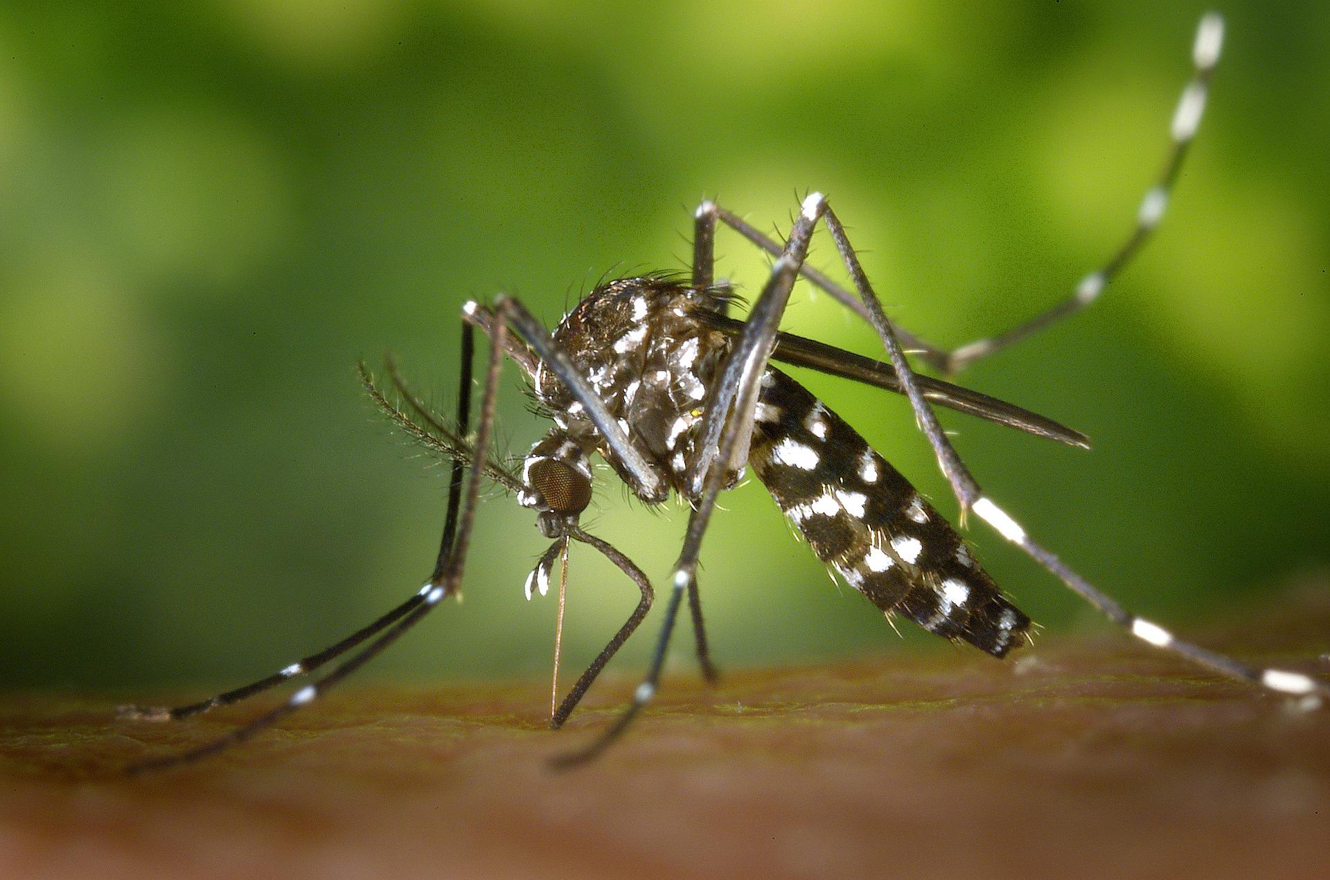 Close up of mosquito